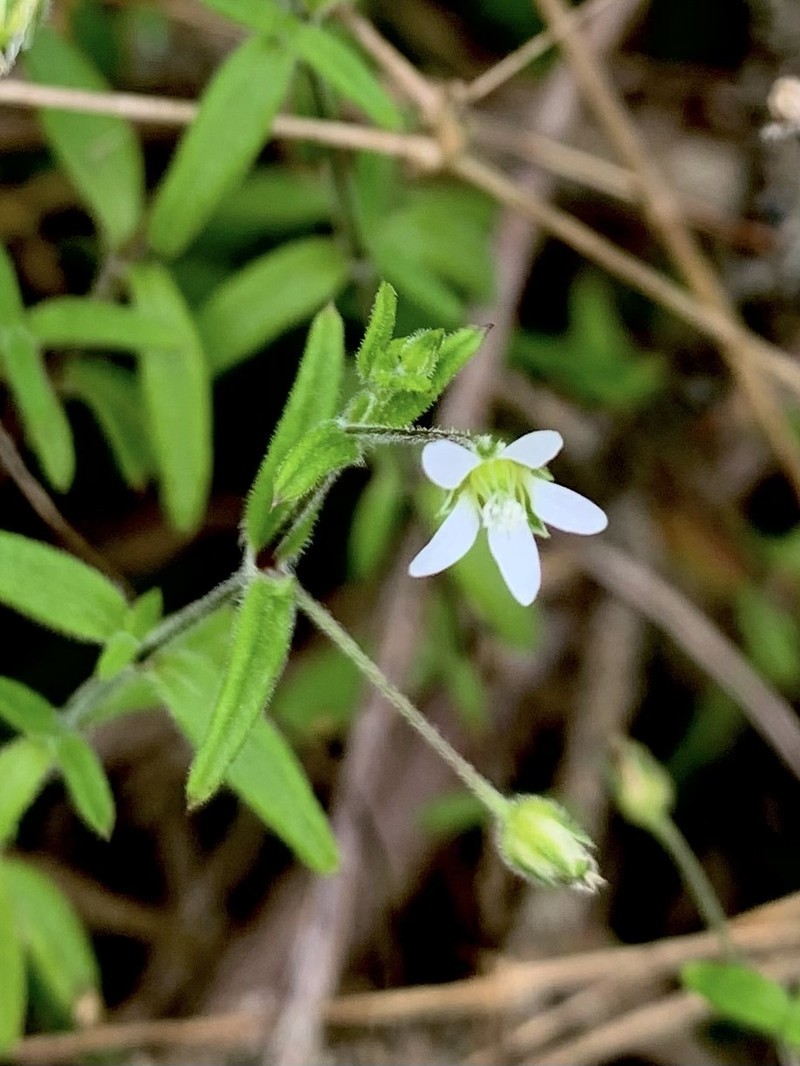 Arenaria altorum