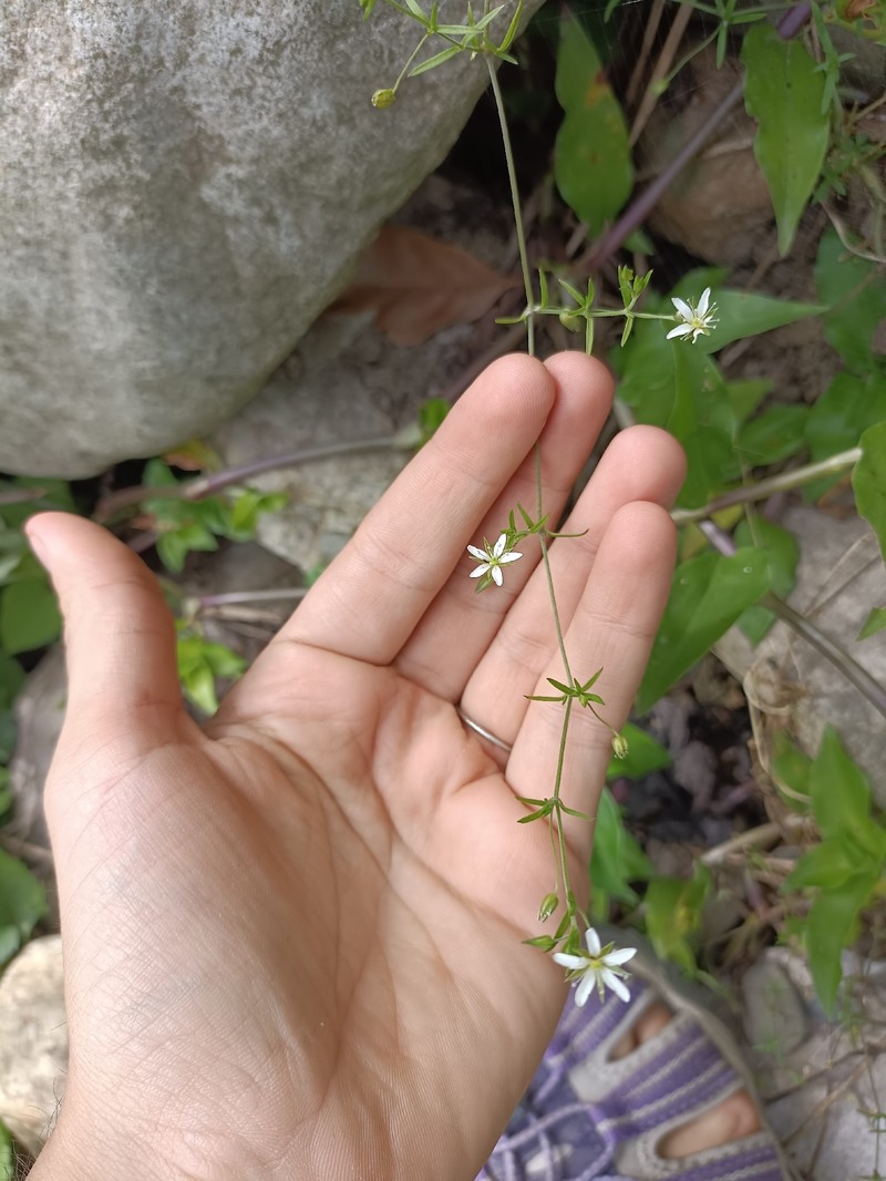 Arenaria altorum photo 2