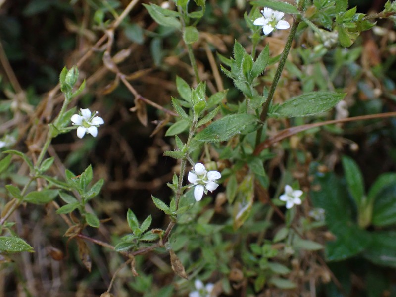 Arenaria altorum photo 3