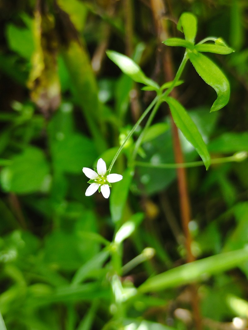 Arenaria altorum photo 4