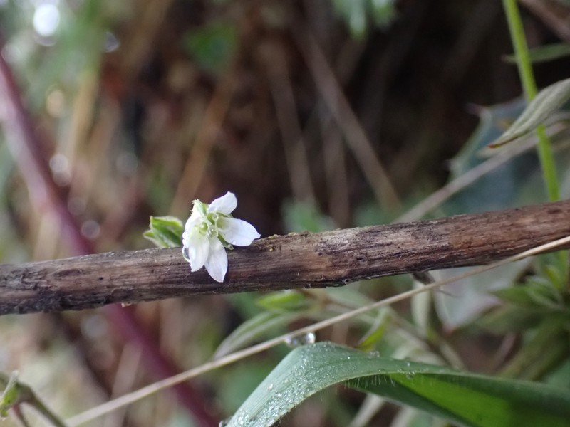 Arenaria altorum photo 5