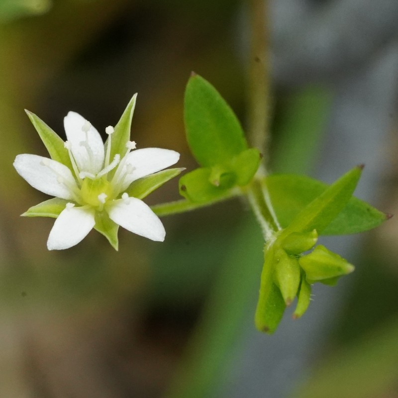 Arenaria altorum photo 6