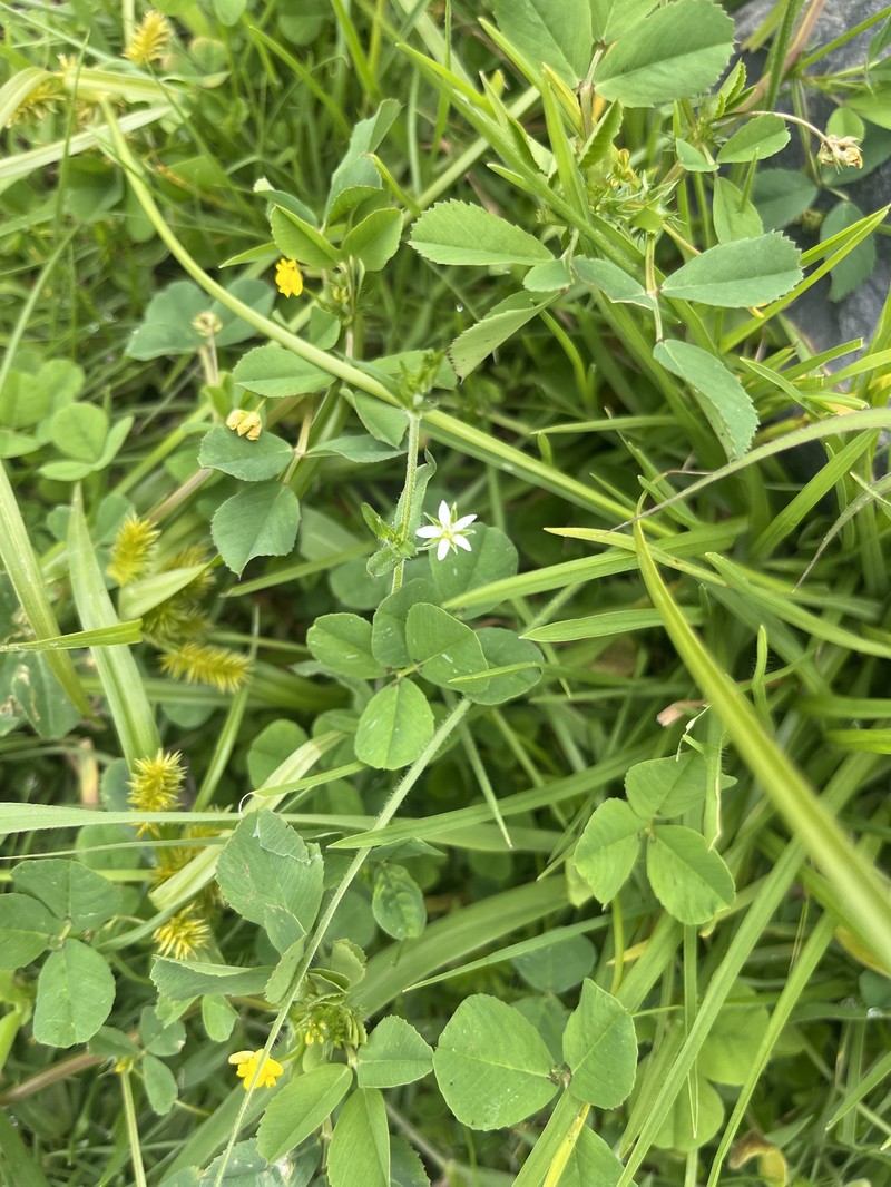 Arenaria altorum photo 7