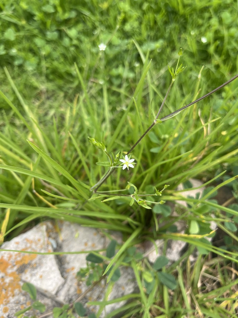 Arenaria altorum photo 8