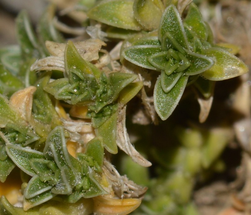 Arenaria arcuatociliata