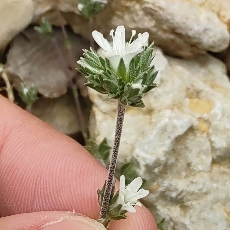 Arenaria armerina