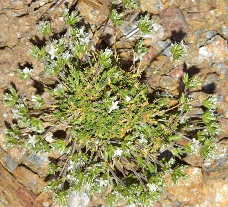 Arenaria armerina photo 2