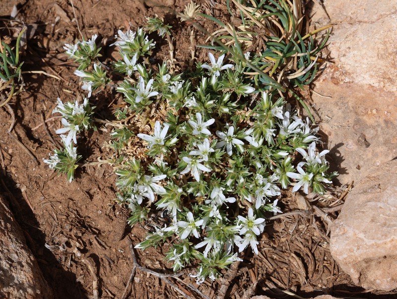 Arenaria armerina photo 3