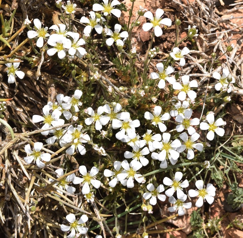 Arenaria armerina photo 5