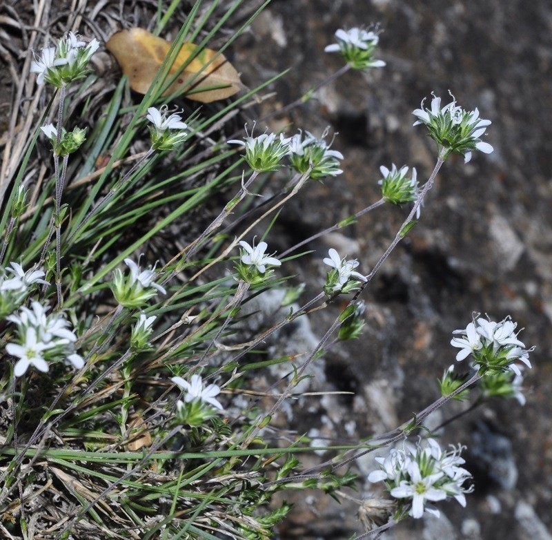 Arenaria armerina photo 6