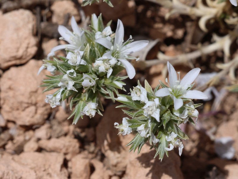 Arenaria armerina photo 8