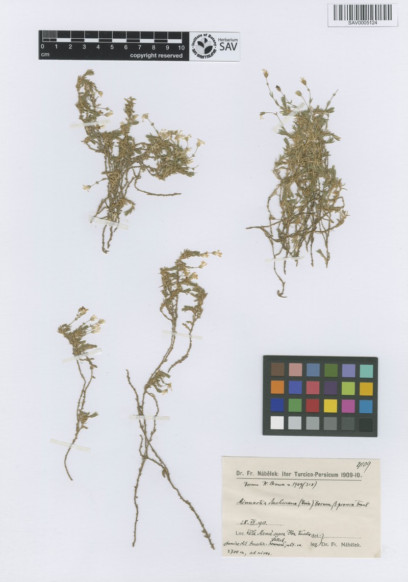 Arenaria aucheriana