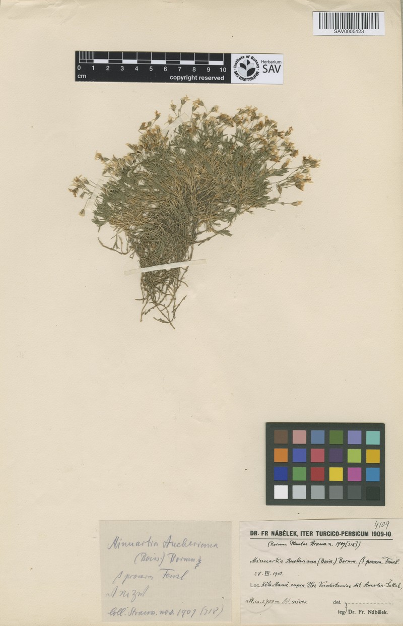 Arenaria aucheriana photo 2