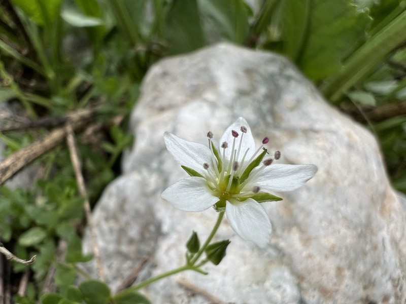 Arenaria balansae