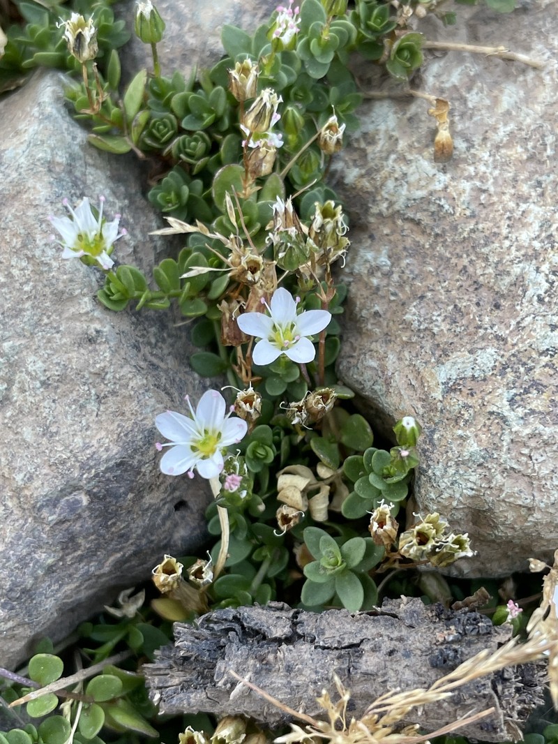 Arenaria balansae photo 3