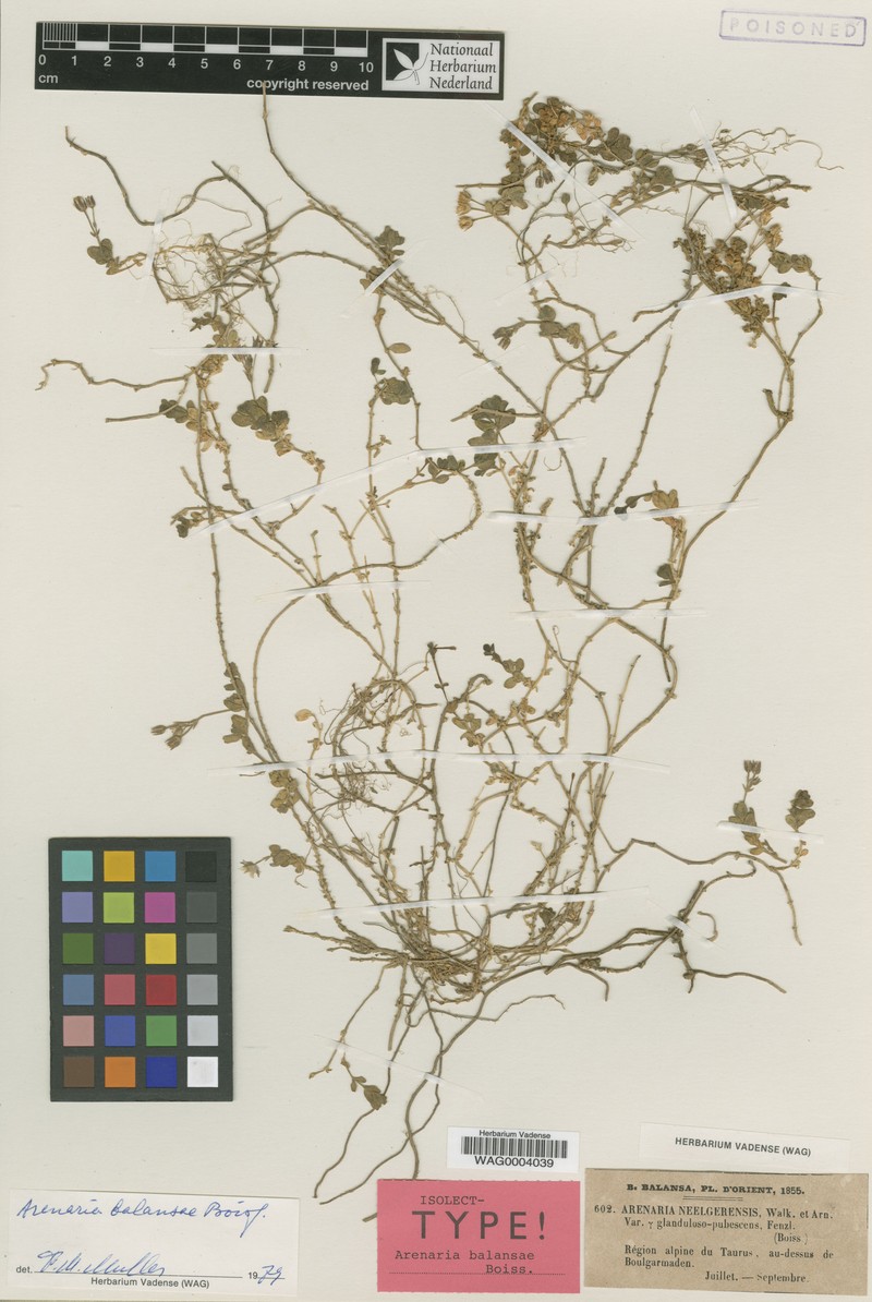 Arenaria balansae photo 4