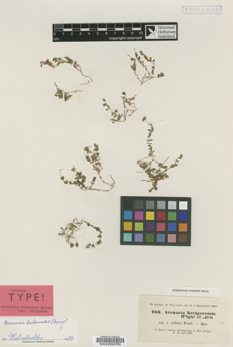 Arenaria balansae photo 5