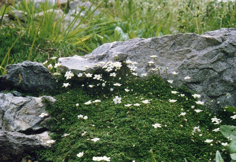 Arenaria balearica