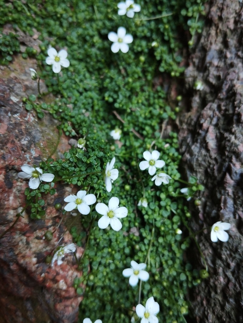 Arenaria balearica photo 2