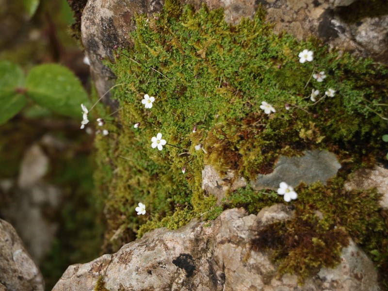 Arenaria balearica photo 3