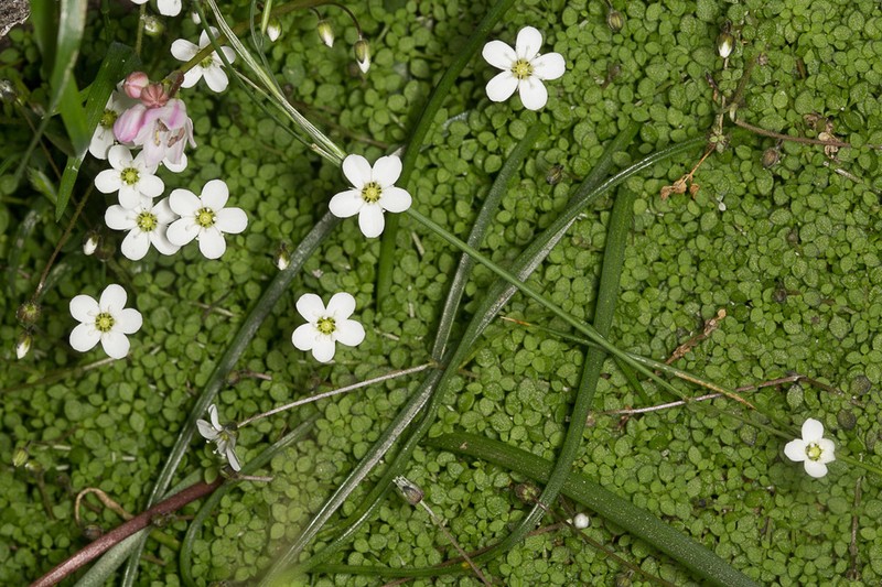 Arenaria balearica photo 4