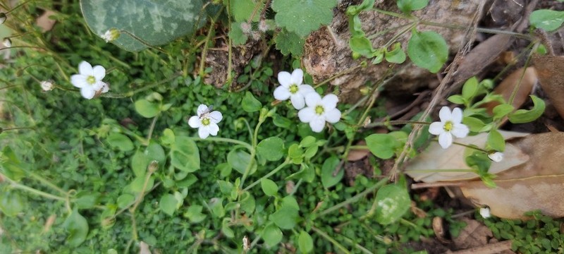 Arenaria balearica photo 5