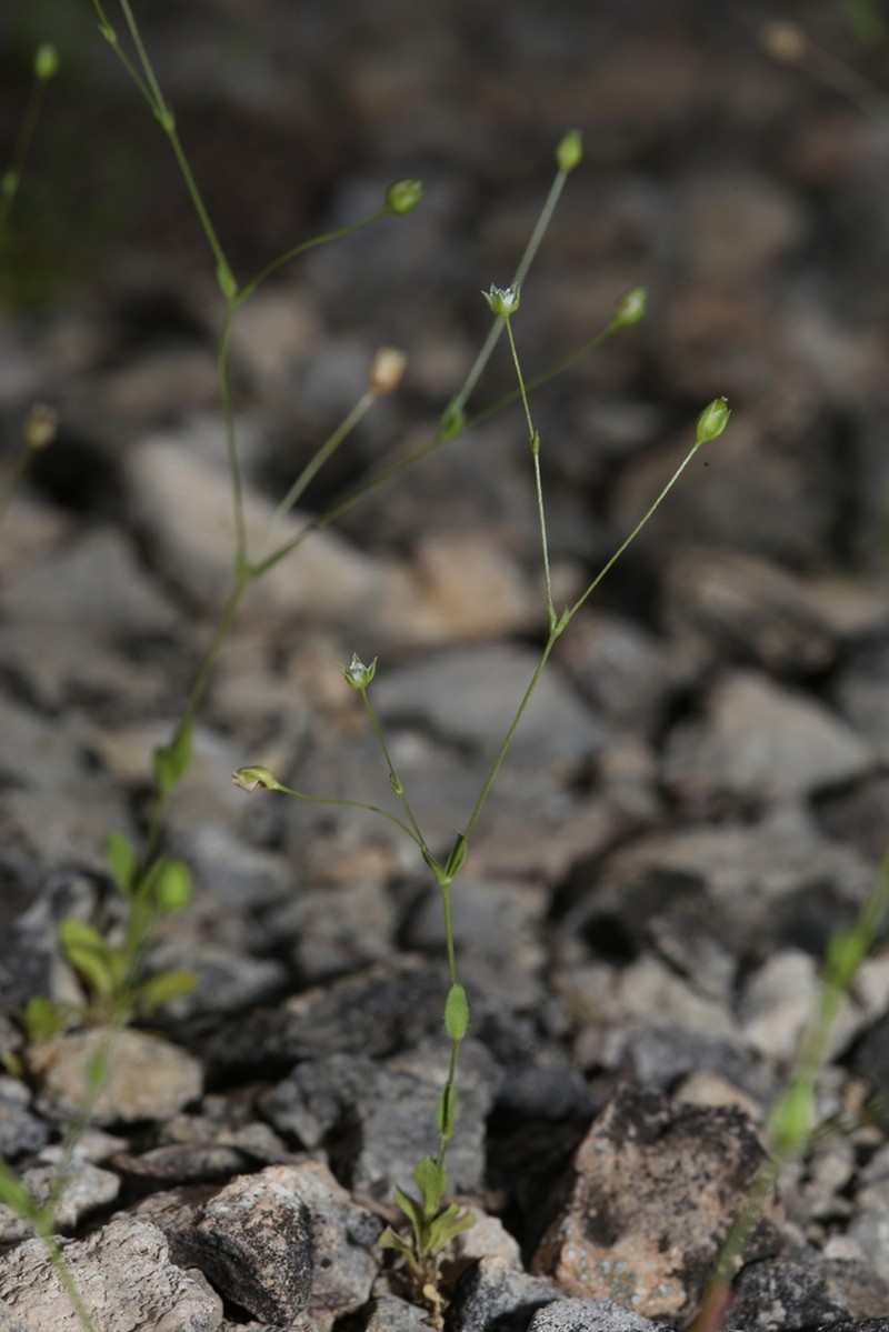 Hilly Sandwort