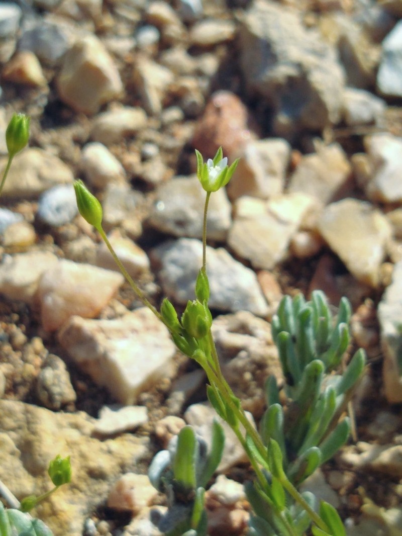 Hilly Sandwort photo 2