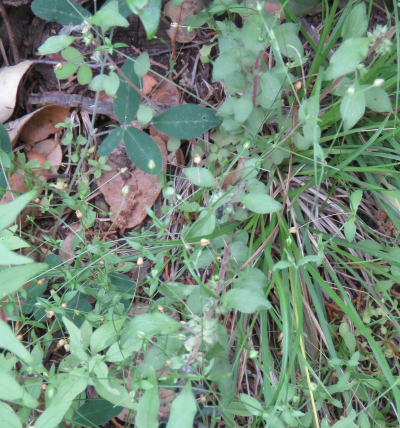 Hilly Sandwort photo 3