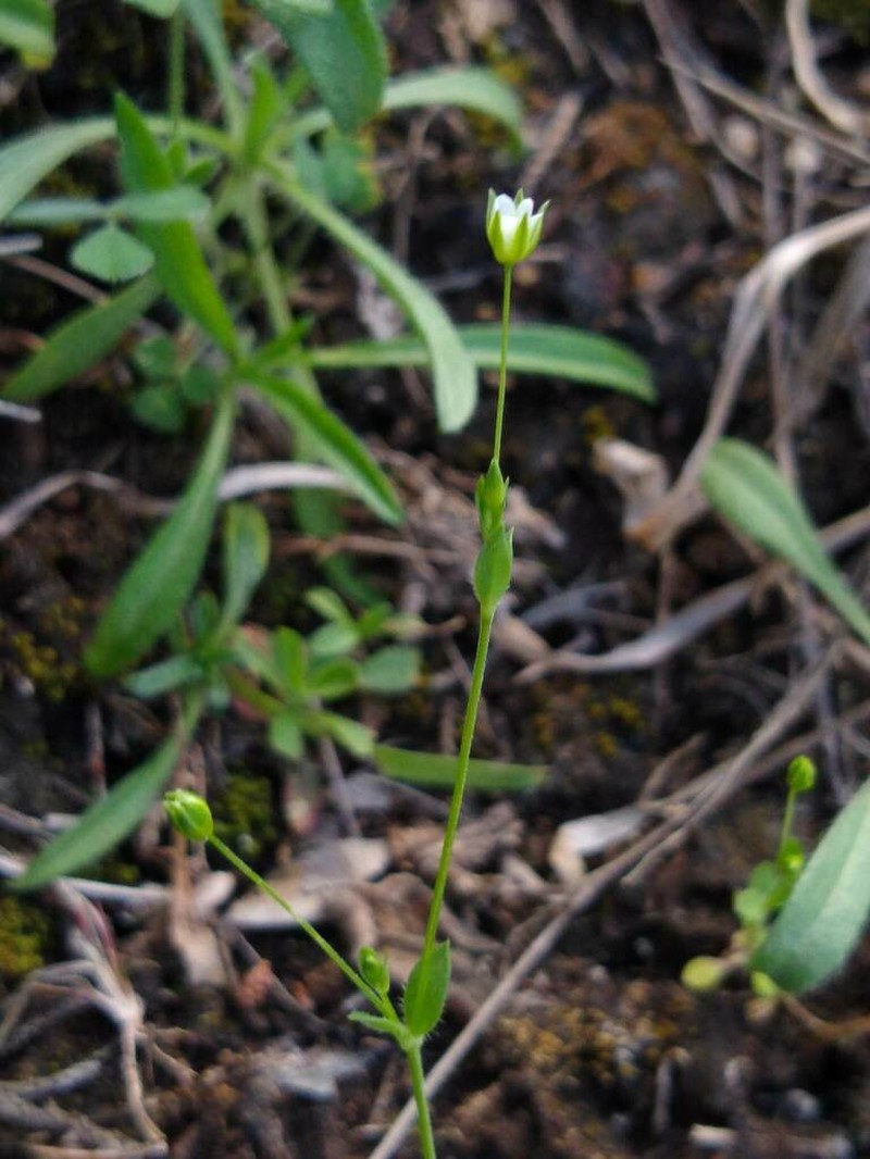 Hilly Sandwort photo 4