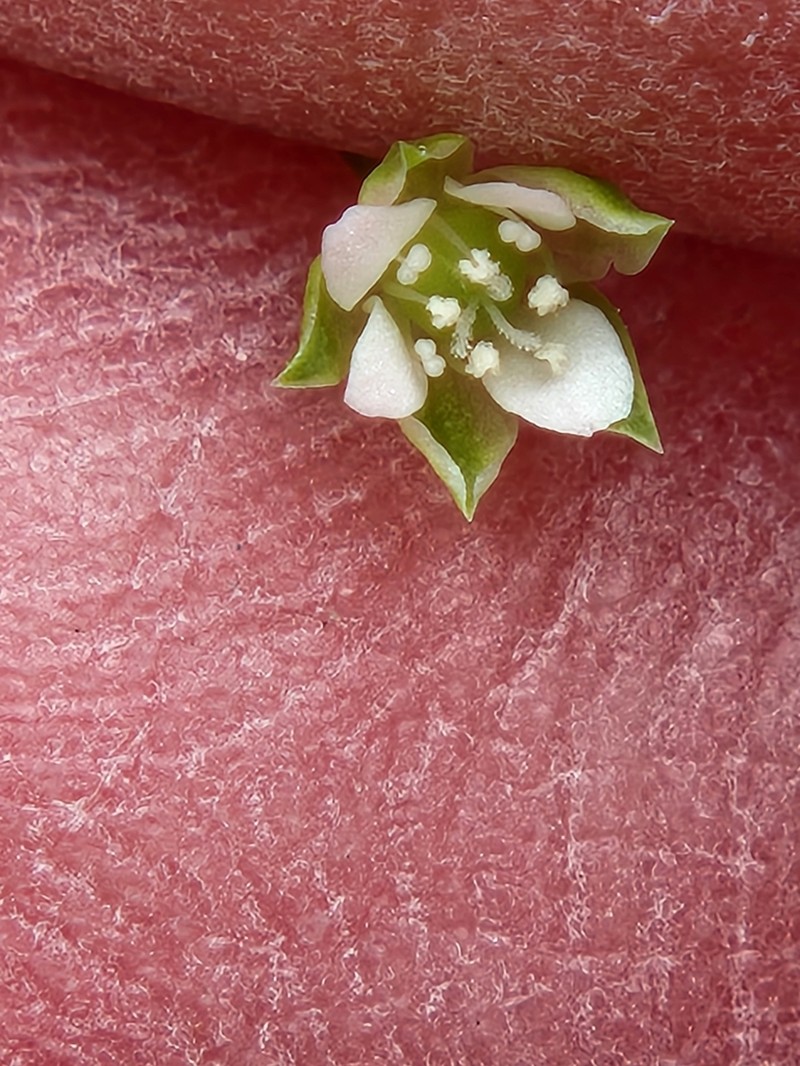 Hilly Sandwort photo 5