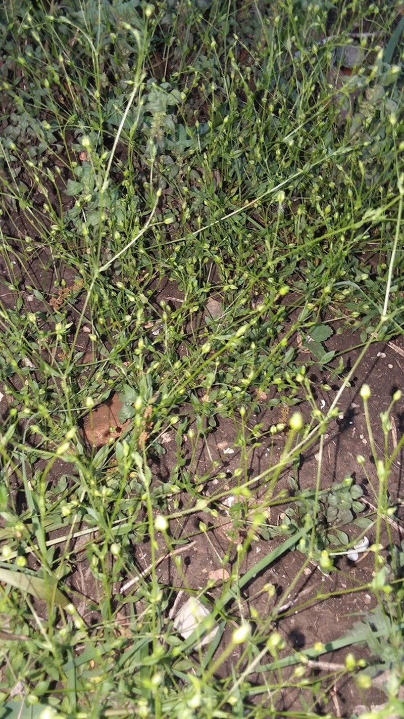 Hilly Sandwort photo 6