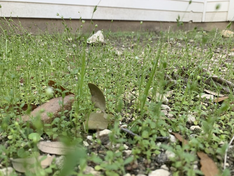 Hilly Sandwort photo 7