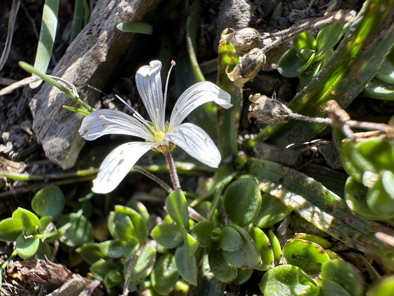 Arenaria bertolonii
