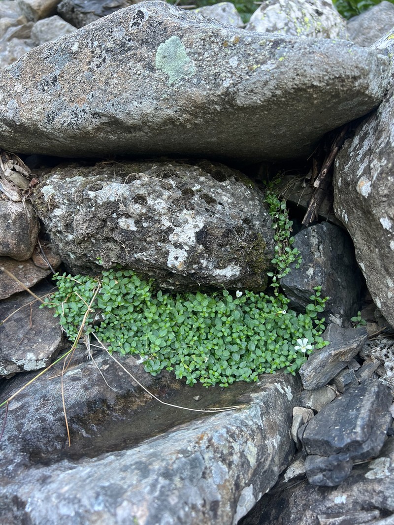 Arenaria bertolonii photo 2