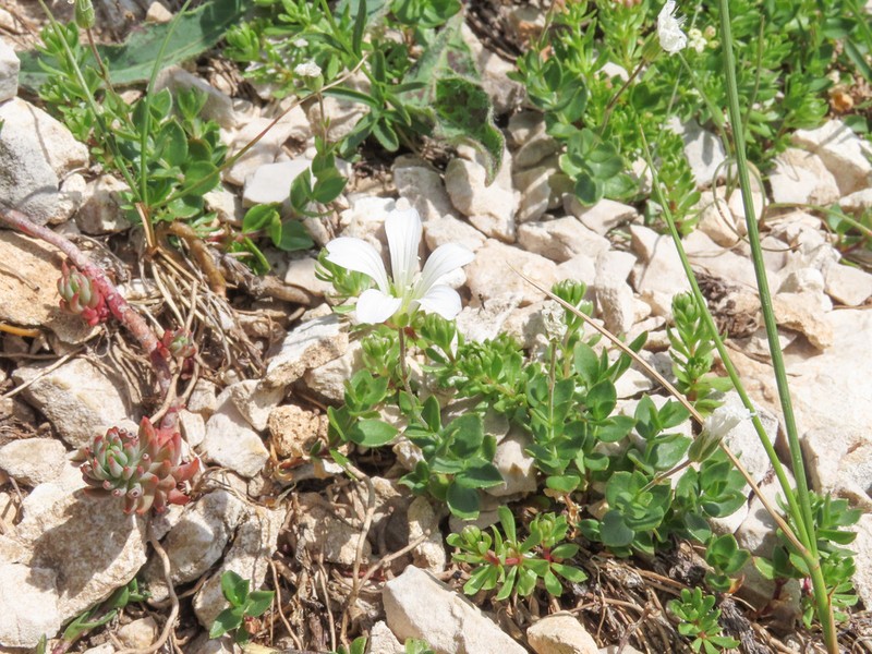 Arenaria bertolonii photo 3