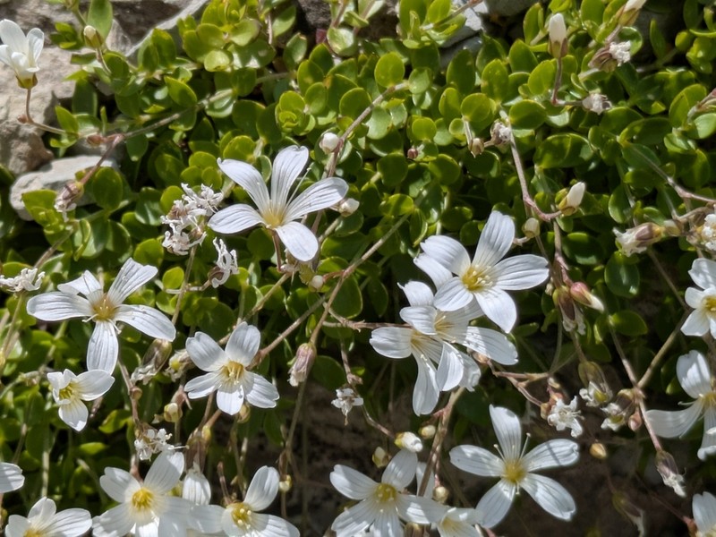 Arenaria bertolonii photo 4