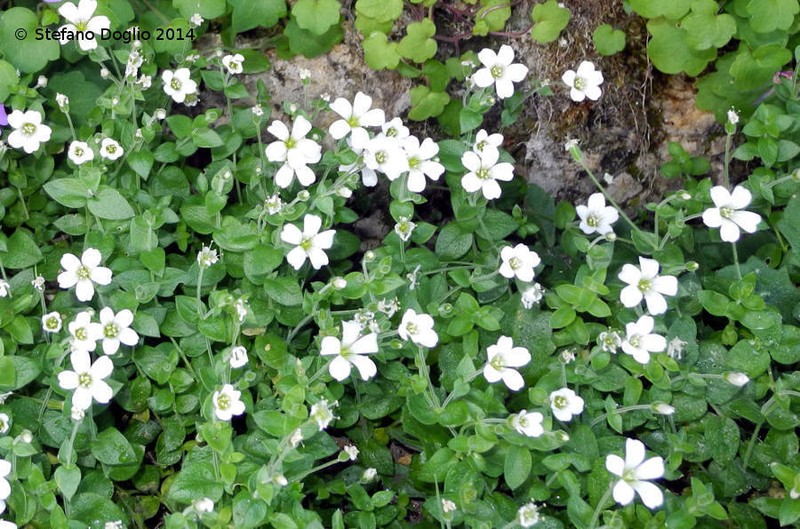 Arenaria bertolonii photo 5