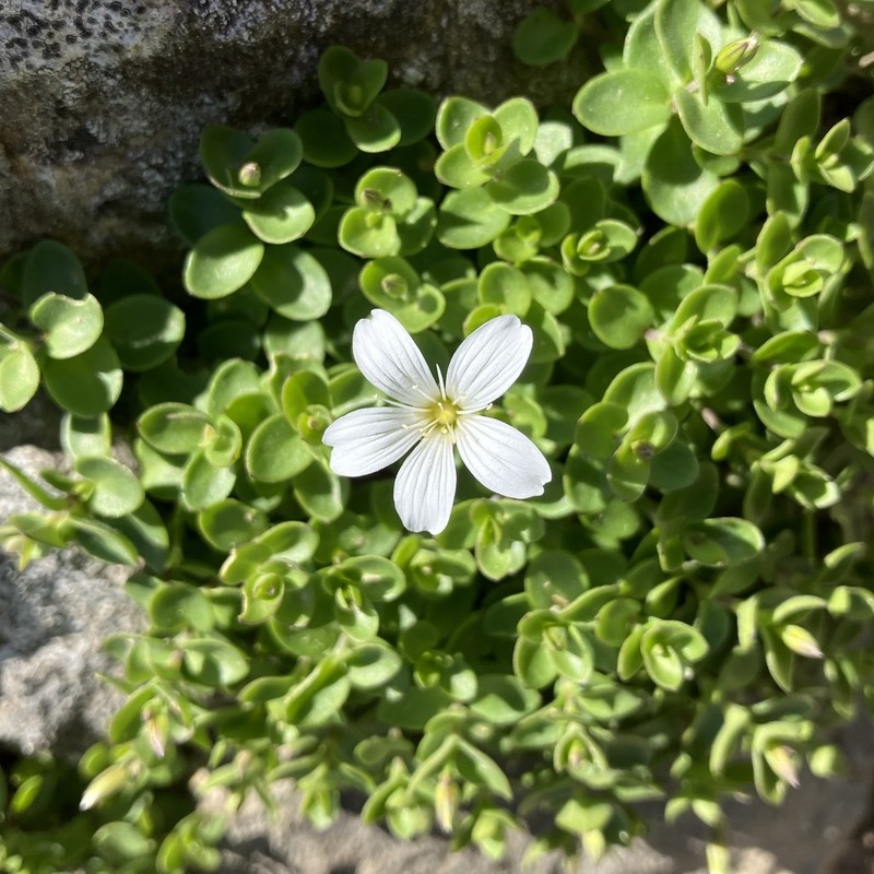 Arenaria bertolonii photo 6