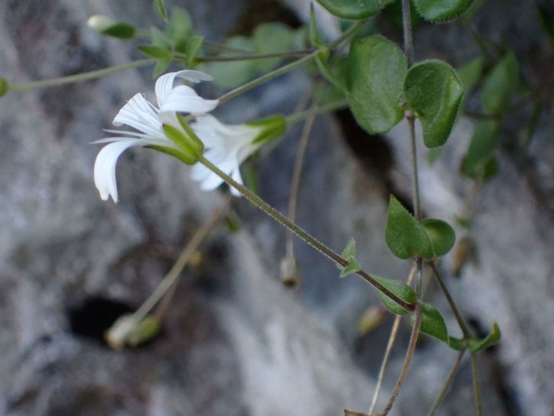 Arenaria bertolonii photo 7