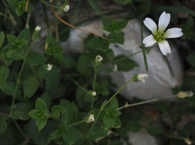 Arenaria bertolonii photo 8