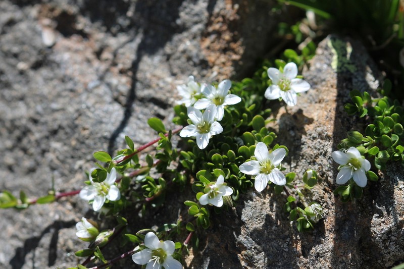 Arenaria biflora