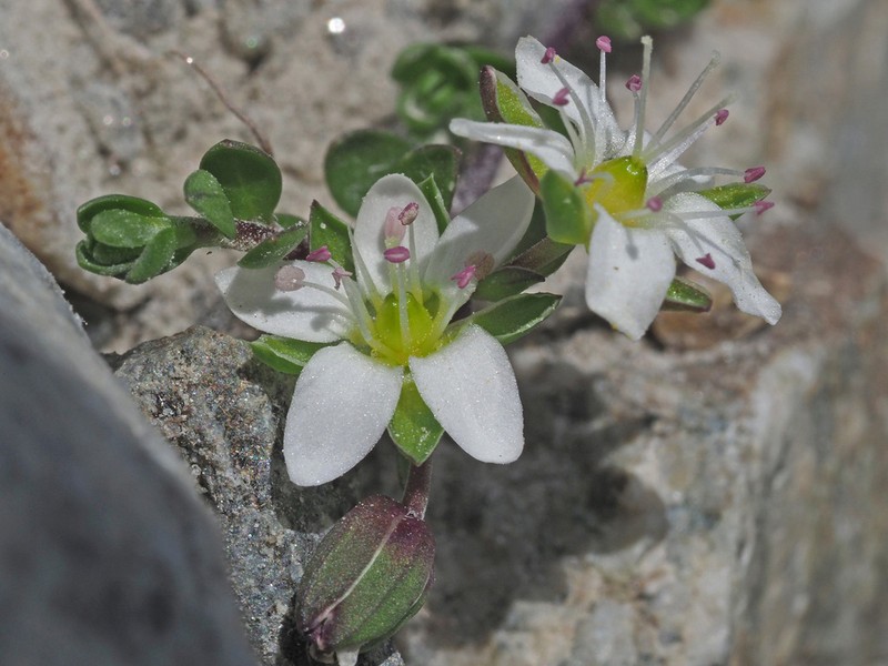 Arenaria biflora photo 2
