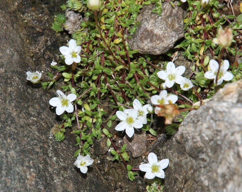 Arenaria biflora photo 3