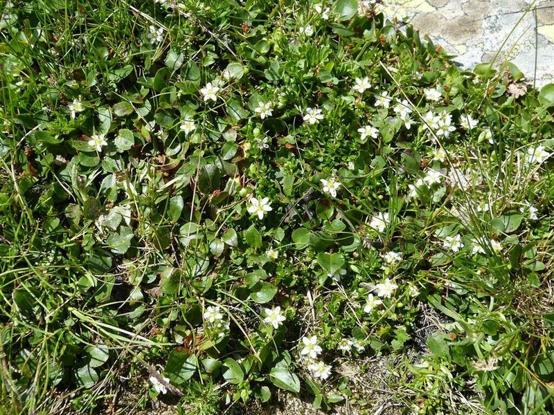 Arenaria biflora photo 4
