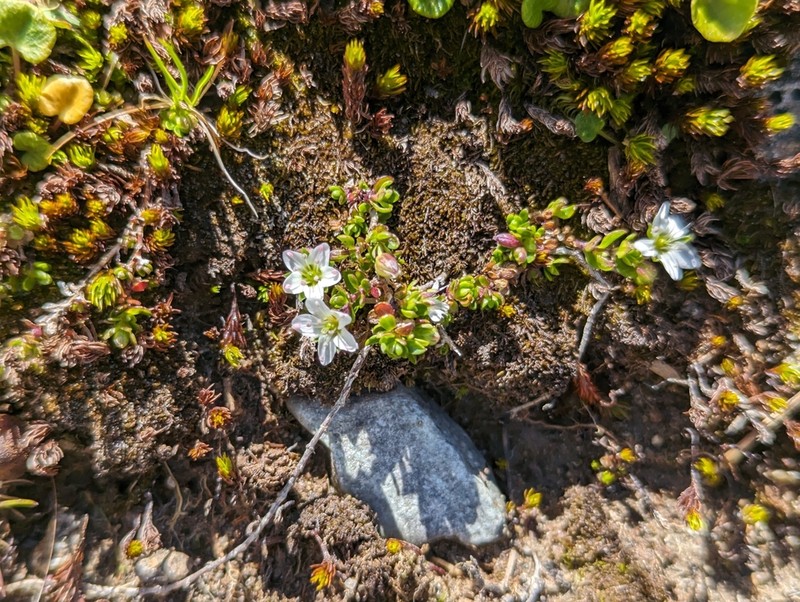 Arenaria biflora photo 5