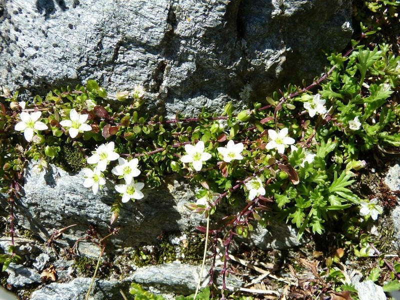 Arenaria biflora photo 6
