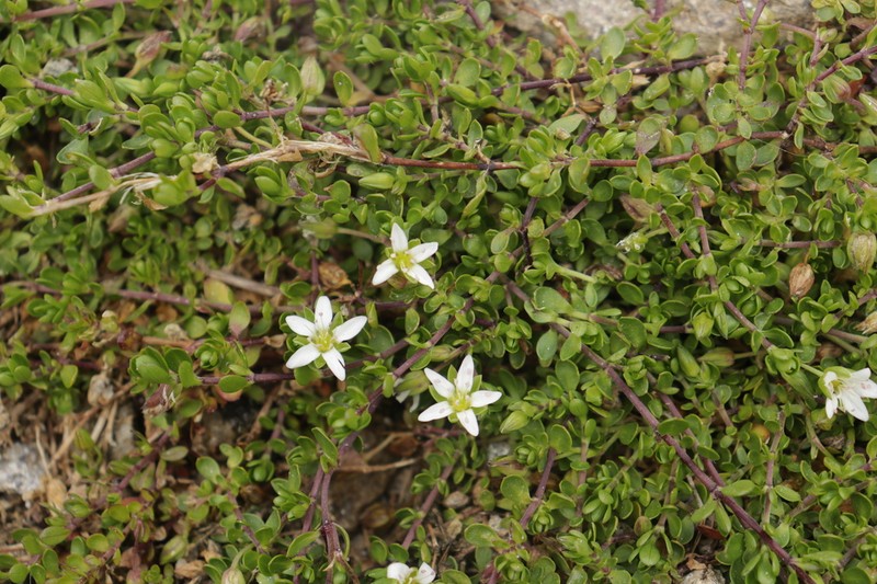 Arenaria biflora photo 7