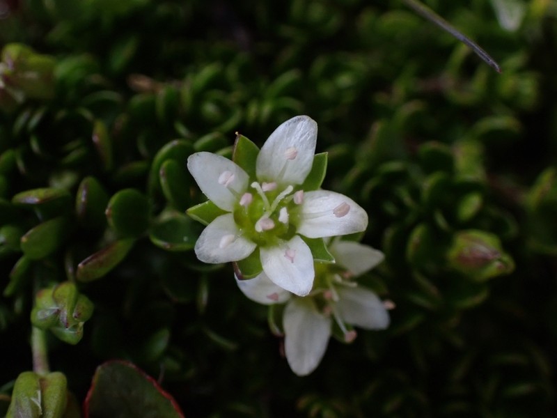 Arenaria biflora photo 8