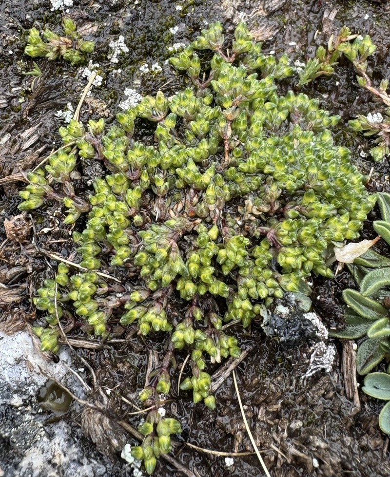 Arenaria boliviana